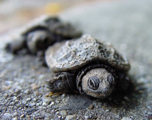 March of the Baby Turtles by Clearly Ambiguous