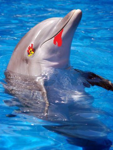 bottlenose-dolphin-picture-2-480