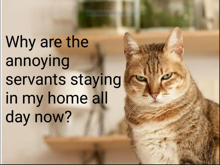 cat
