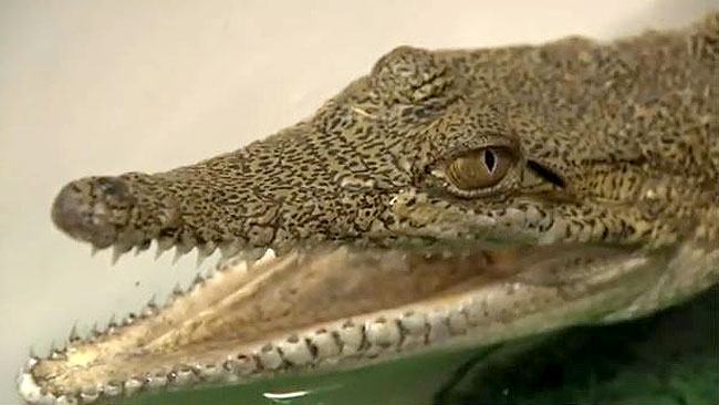 croc