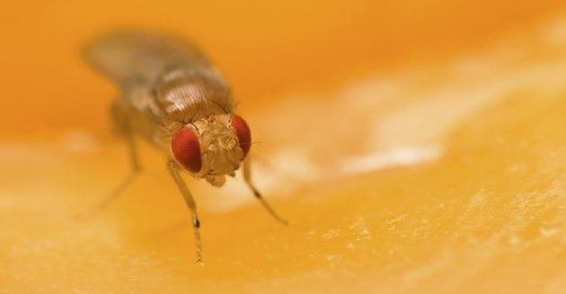 fruitfly