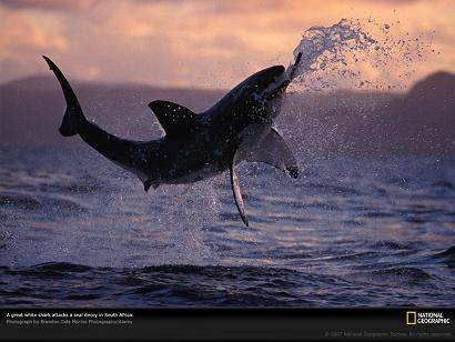 great-white-breaching-lw