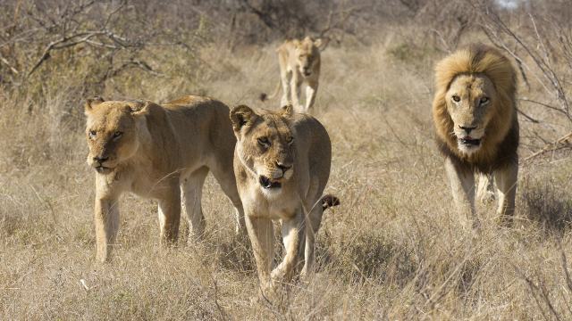 lions