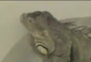 lizard