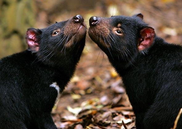 marsupialsex