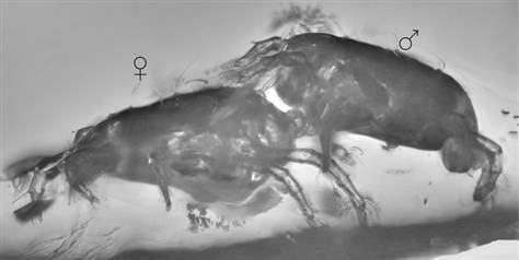mite sex