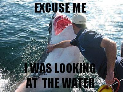 shark