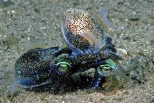 squid mating