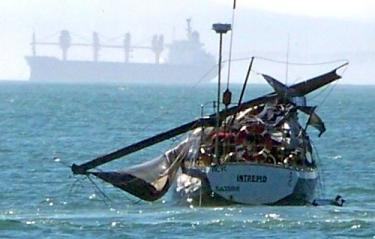 whale incident