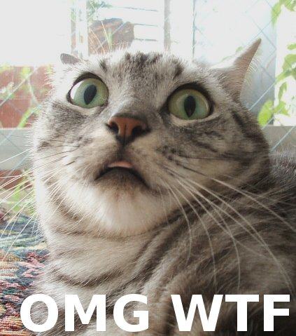 wtfcat